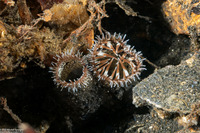 Tresus nuttallii (Pacific Gaper)