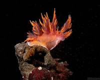 Dendronotus iris (Rainbow Dendronotus)