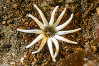 Halcampa crypta (Cryptic Burrowing Anemone)