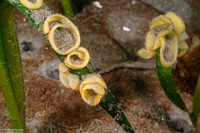 Haminoea vesicula (White Bubble Snail)