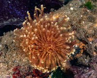 Sabellidae sp.6 (Banded Feather Duster Worm)