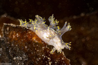 Dendronotus venustus (Branched Dendronotus)