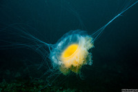 Phacellophora camtschatica (Egg-Yolk Jelly)