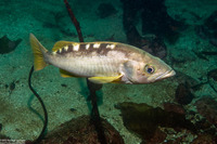 Sebastes serranoides (Olive Rockfish)