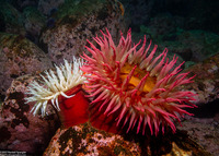 Urticina piscivora (Fish-Eating Urticina)