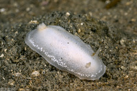 Conualevia alba (White Smooth-Horn Dorid)