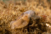 Haminoea vesicula (White Bubble Snail)