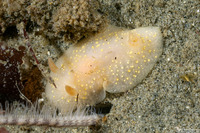 Cadlina modesta (Modest Cadlina)