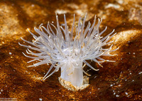 Diadumene leucolena (Ghost Anemone)