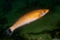 Oxyjulis californica (Señorita)