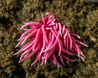 Okenia rosacea (Hopkins' Rose Nudibranch)