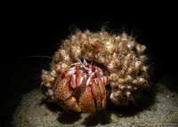 Pagurus armatus (Blackeyed Hermit Crab)