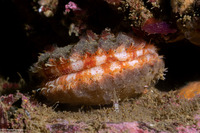 Chlamys hastata (Spiny Scallop)