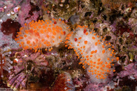 Limacia cockerelli (Cockerell's Dorid)