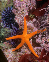 Henricia leviuscula (Blood Star)