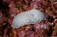Cadlina luteomarginata (Yellow Margin Cadlina)