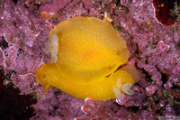 Doriopsilla fulva (White-Speckled Dorid)