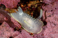 Acanthodoris hudsoni (Hudson's Horned Dorid)