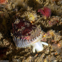 Diodora aspera (Keyhole Limpet)