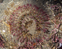 Urticina coriacea (Stubby Rose Anemone)