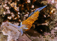 Hermissenda crassicornis (Hermissenda Crassicornis)