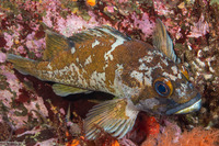 Sebastes carnatus (Gopher Rockfish)