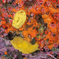 Doris montereyensis (Monterey Dorid)