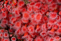 Corynactis californica (Club-Tipped Anemone)