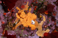 Didemnum carnulentum (Didemnum Carnulentum)