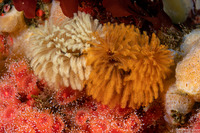 Eudistylia polymorpha (Feather Duster Worm)