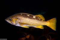 Sebastes flavidus (Yellowtail Rockfish)