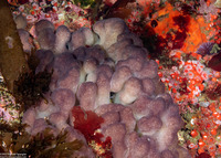 Eudistoma purpuropunctatum (Eudistoma Purpuropunctatum)