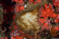 Leucandra heathi (Spiny Vase Sponge)
