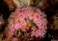 Corynactis californica (Club-Tipped Anemone)