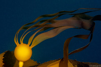 Nereocystis luetkeana (Bull Kelp)