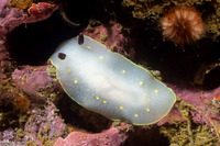 Cadlina flavomaculata (Yellow-Spot Cadlina)