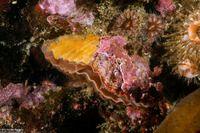 Terebratalia transversa (Common Lampshell)