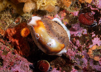 Neobernaya spadicea (Chestnut Cowry)