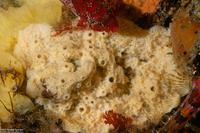 Haliclona edaphus (Haliclona edaphus)