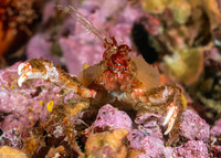 Scyra acutifrons (Sharpnose Crab)