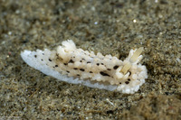 Aegires albopunctatus (Salt-and-Pepper Dorid)