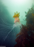 Phacellophora camtschatica (Egg-Yolk Jelly)