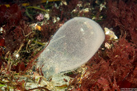 Arenicolidae sp.1 (Lug Worm)