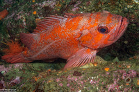 Sebastes miniatus (Vermilion Rockfish)