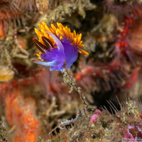 Flabellinopsis iodinea (Spanish Shawl)