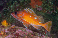 Sebastes rosaceus (Rosy Rockfish)