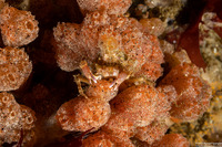 Ritterella pulchra (Ritterella Pulchra)