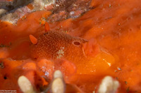 Aldisa sanguinea (Red Aldisa)