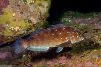 Hexagrammos decagrammus (Kelp Greenling)