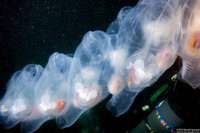 Thetys vagina (Pelagic Tunicate)